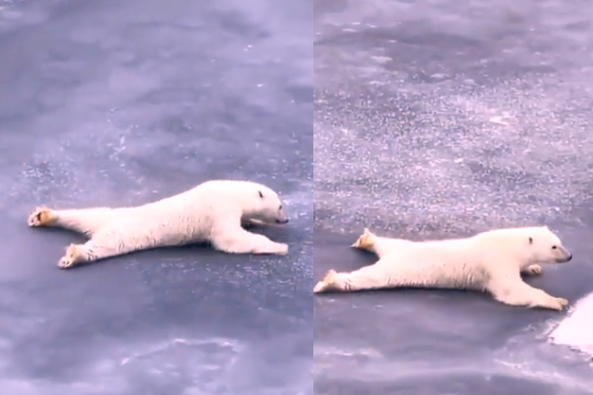 Polar bear walking ice sheet