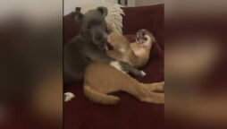 A Wildcat Turns Aggressive After Being Petted By A Dog: Watch