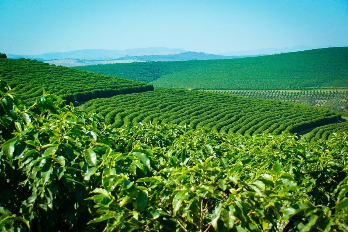 brazil agricultural industry