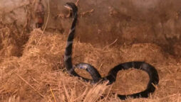 Watch viral: Man saves two king cobras from storage