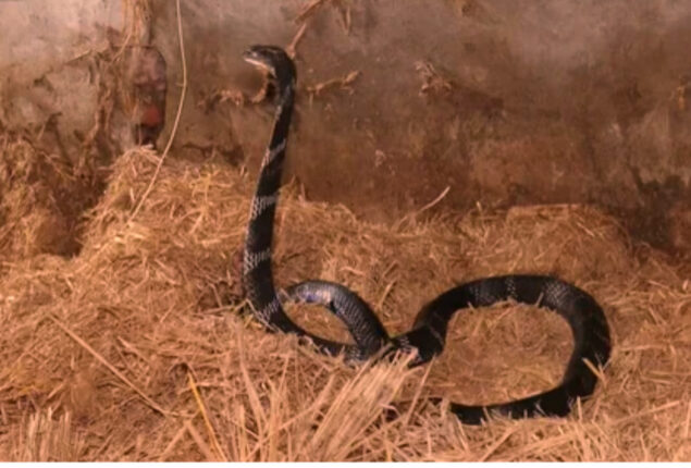 Man saves two king cobras