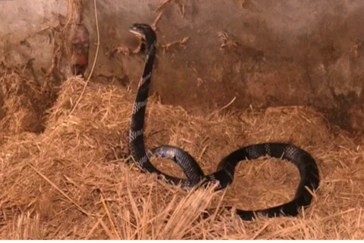 Man saves two king cobras