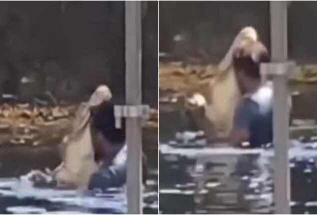 Viral Video: man dancing in a pond with an alligator