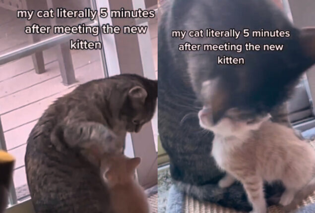 Watch viral: Cat giving lots of love to another cat