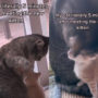 Watch viral: Cat giving lots of love to another cat