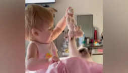 cat video