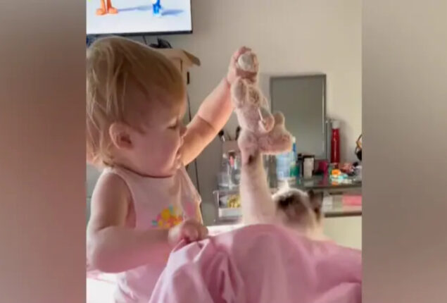 Viral video: Cat loves playing with little baby toy