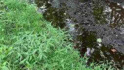 Optical illusion: How fast can you find the frog?