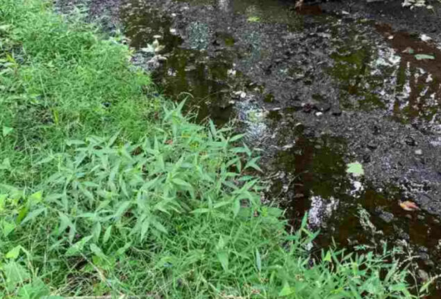 Optical illusion: How fast can you find the frog?