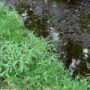 Optical illusion: How fast can you find the frog?