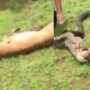 Viral Video: Burmese Python swallows deer in seconds, stuns netizens