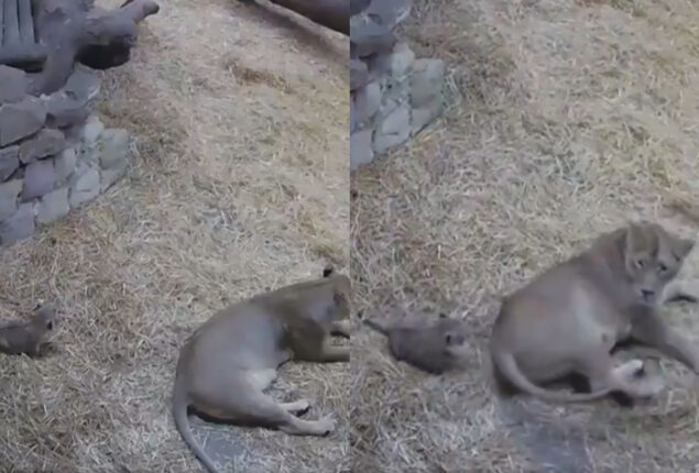 Lion cub tries to scare its mother in viral video