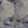 Lion cub tries to scare its mother in viral video