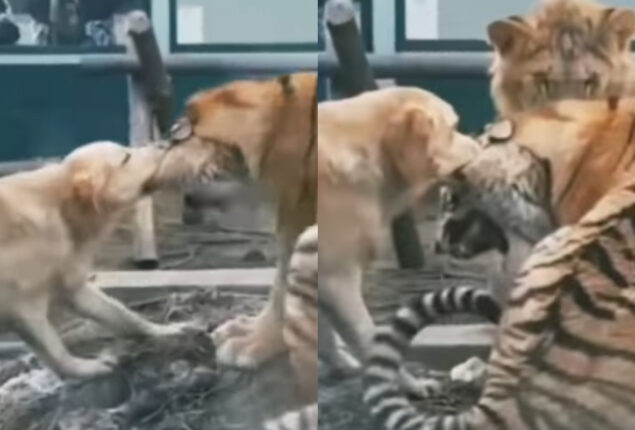Golden retriever tries to bite off tiger’s ear, lion watches closely
