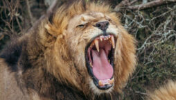 Bloodthirsty lion kills 3-year-old, leaving just his head and legs
