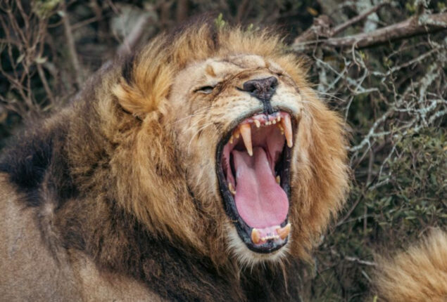 Bloodthirsty lion kills 3-year-old, leaving just his head and legs