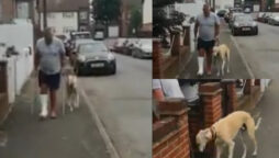 Watch: Dog walking just like his human went viral