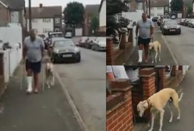 Watch: Dog walking just like his human went viral