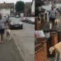 Watch: Dog walking just like his human went viral