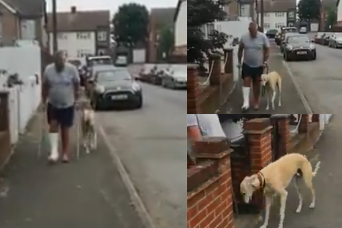 Dog walking just like his human