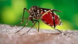 27 more contract dengue virus in 24 hours