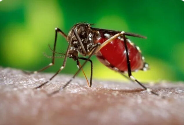 27 more contract dengue virus in 24 hours