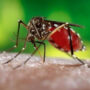 Dengue viral fever claims another life in Karachi