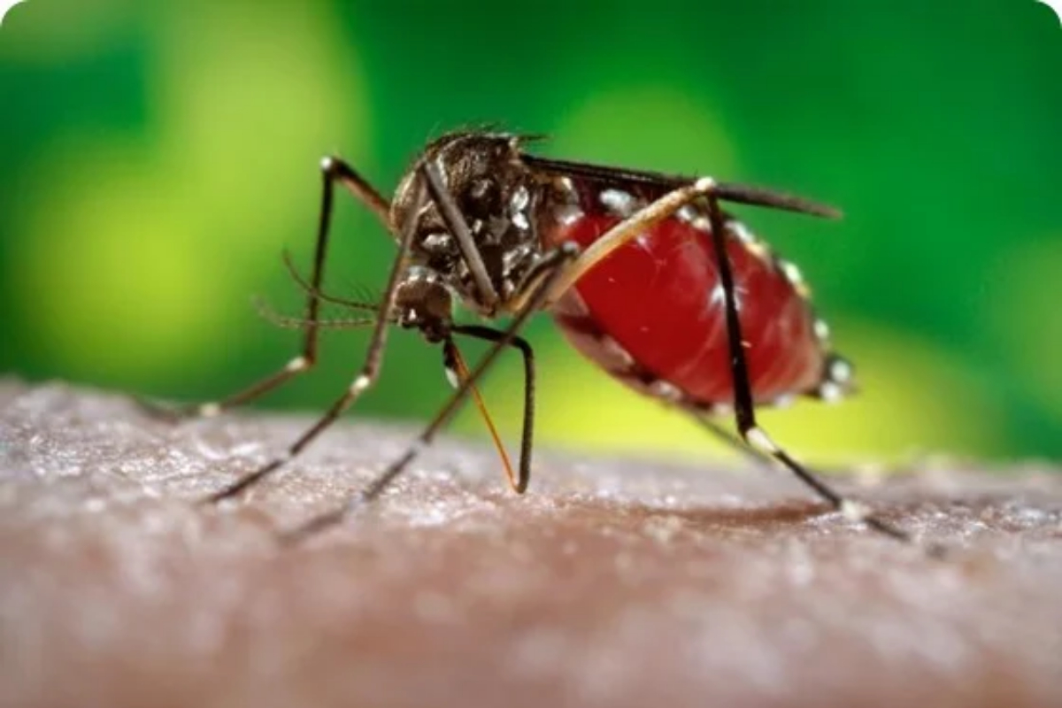 27 more contract dengue virus in 24 hours