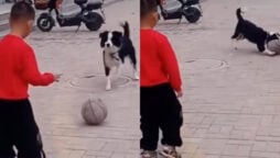 boy plays football with dog