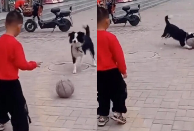 Watch viral: Young boy plays football with dog without being careful