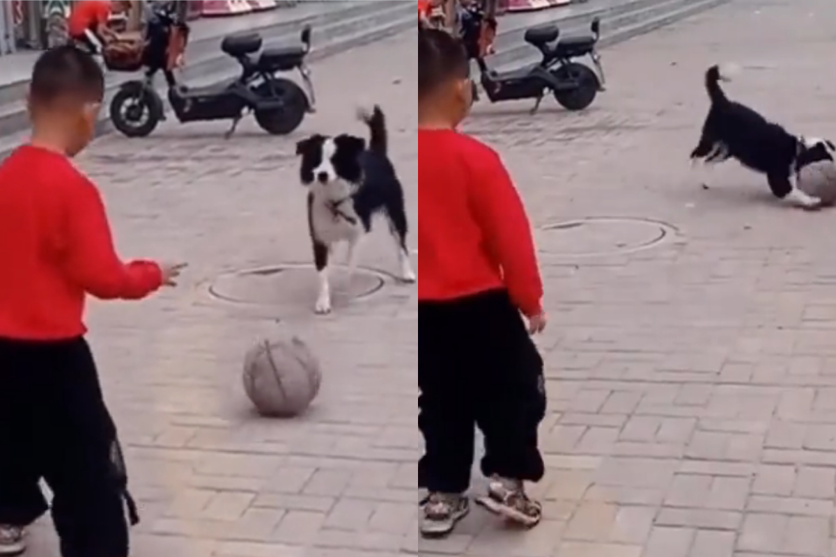 boy plays football with dog
