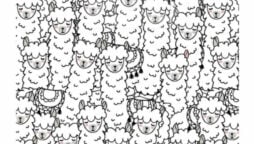 Brain puzzle: Find the strange Llama with different-colored ears in 6 seconds