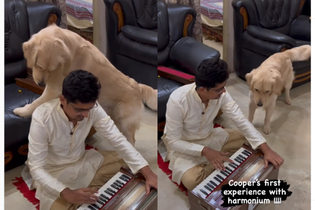 golden retriever playing harmonium