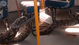 Watch viral: Huge python was taken out of school bus