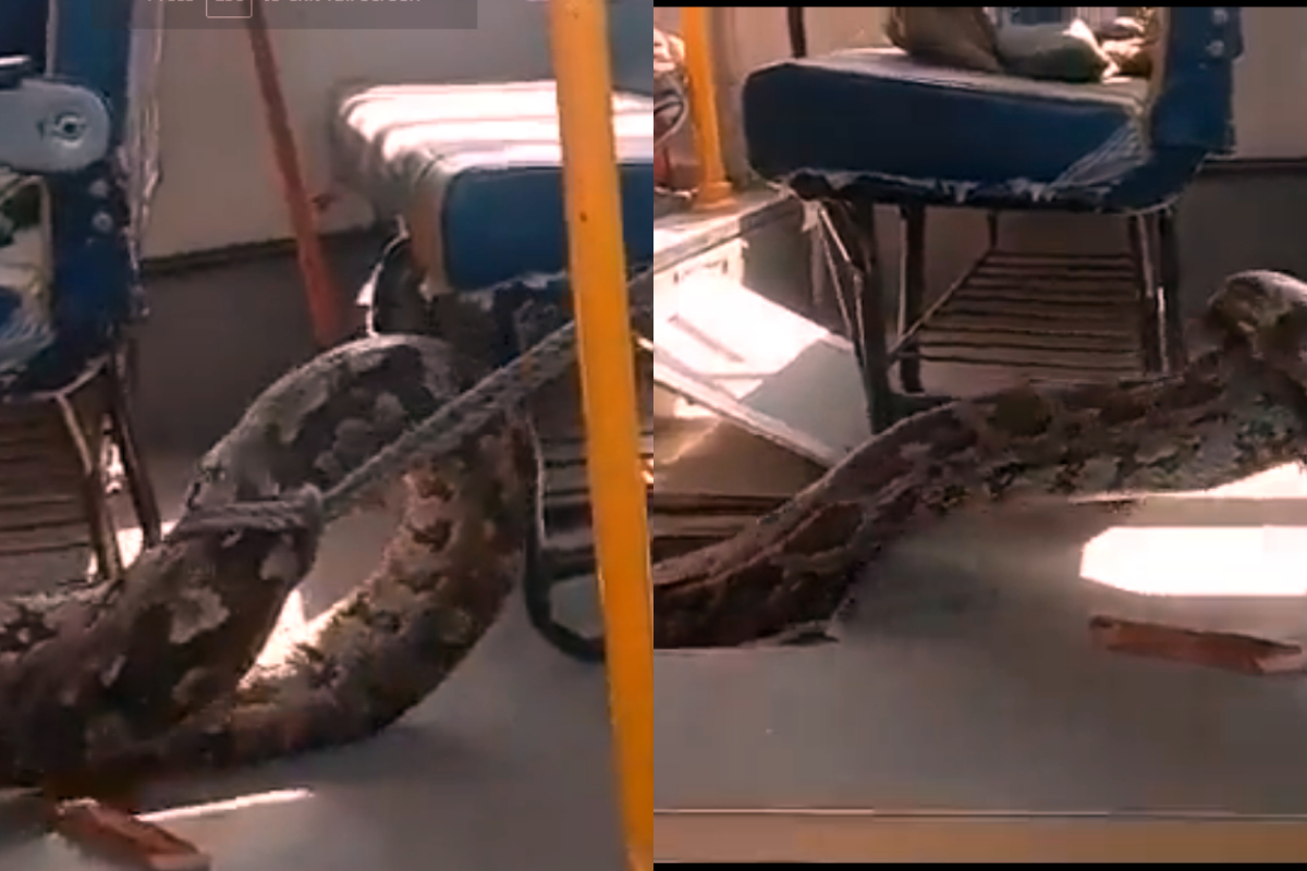 Huge python school bus