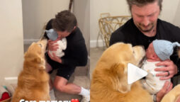Watch: Golden Retrievers greeting baby has gone viral
