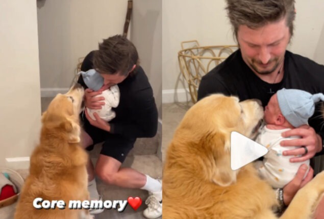 Watch: Golden Retrievers greeting baby has gone viral