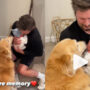 Watch: Golden Retrievers greeting baby has gone viral