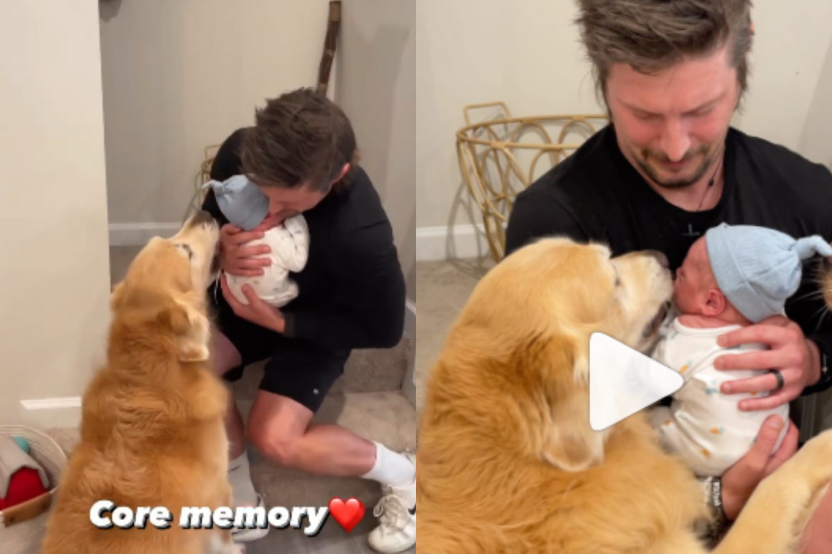 Golden Retrievers greeting baby