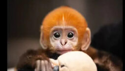 Baby langur bonds with parents: Inspiring video