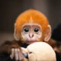 Baby langur bonds with parents: Inspiring video