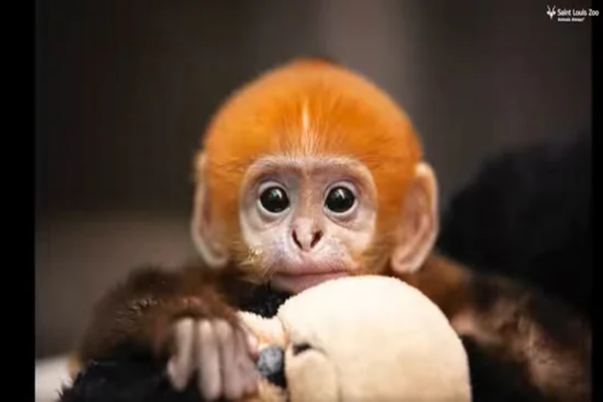 Baby langur bonds