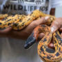 5-foot-long snake was saved from the Secretariat building in Delhi