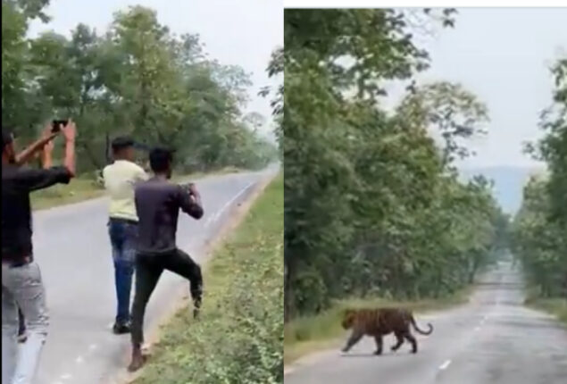 Watch: Group of men almost following tiger as it tries to cross a forest road