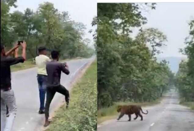 men following tiger