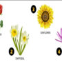 Pick a flower and test your personality!