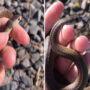 Viral Video: Girl picks up a deadly snake by mistake and nearly dies