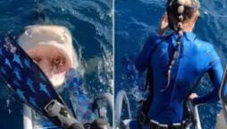 Video shows marine scientist nearly diving into Tiger Shark’s mouth