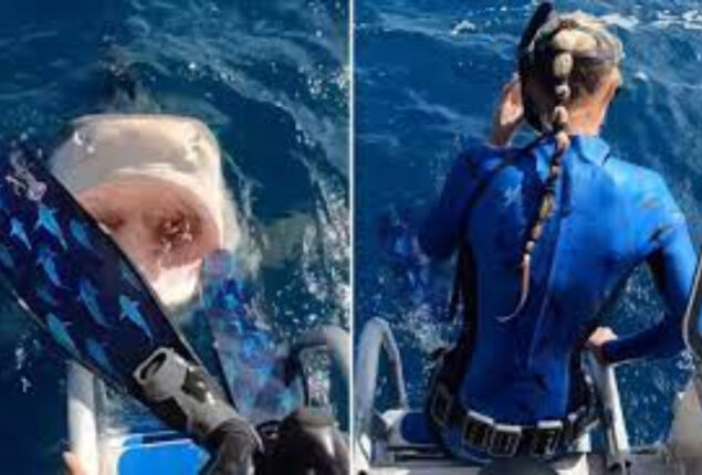 Video shows marine scientist nearly diving into Tiger Shark’s mouth