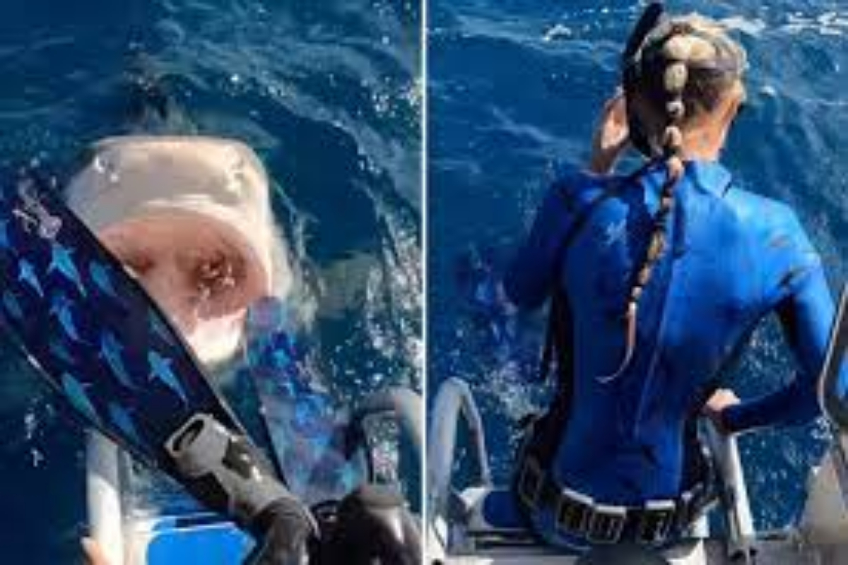 Video shows marine